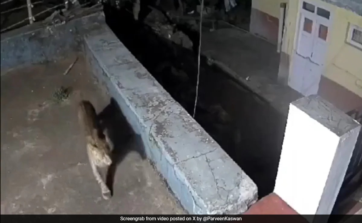 Watch: Leopard And Bear Spotted Roaming In Ooty Residential Area