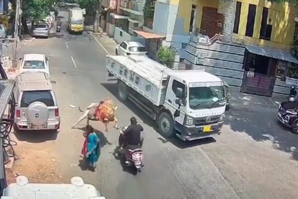 Bull Pounces On Scooter In Bengaluru, Trucker's Quick Thinking Saves Rider