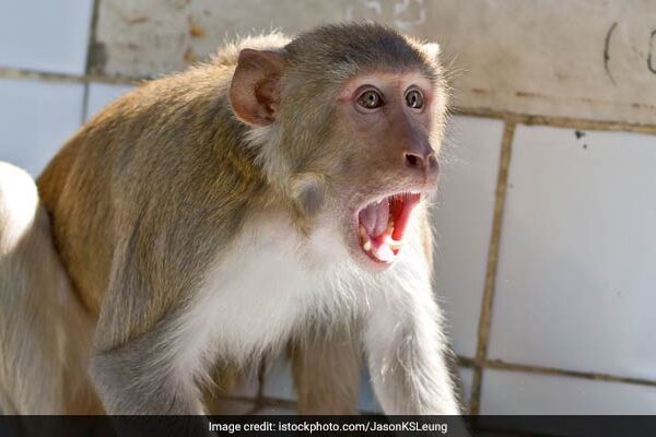 "Alexa, Bark": How UP Teen Saved Herself, Toddler From Monkey Attack