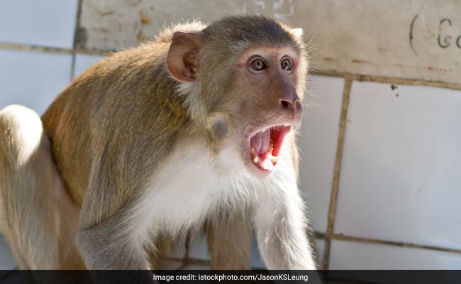 "Alexa, Bark": How UP Teen Saved Herself, Toddler From Monkey Attack