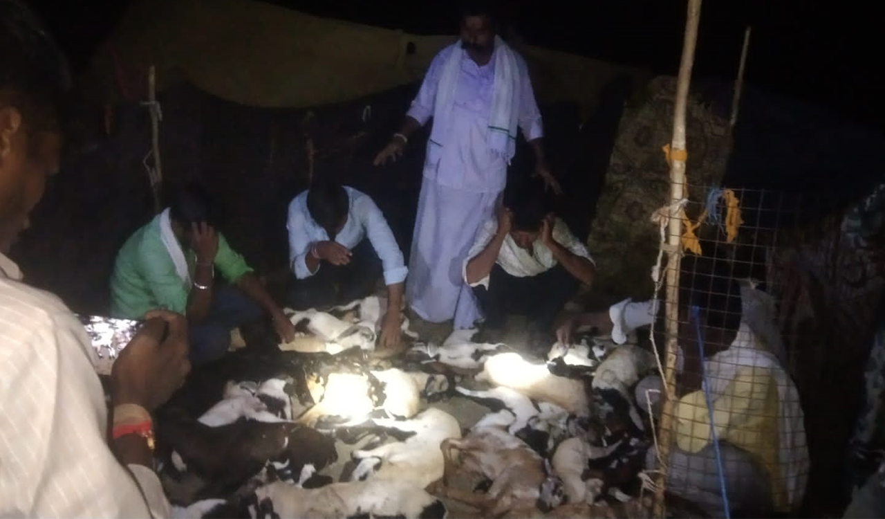 Sangareddy: 60 sheep killed in street dog attack
