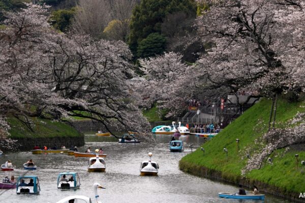 Tokyo Crowds Revel As Cherry Blossoms Reach Full Bloom