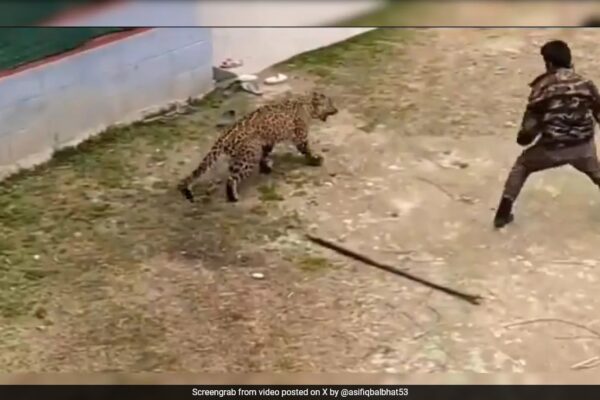 Watch: Wildlife Official Fights Off Leopard With Stick In Kashmir Village