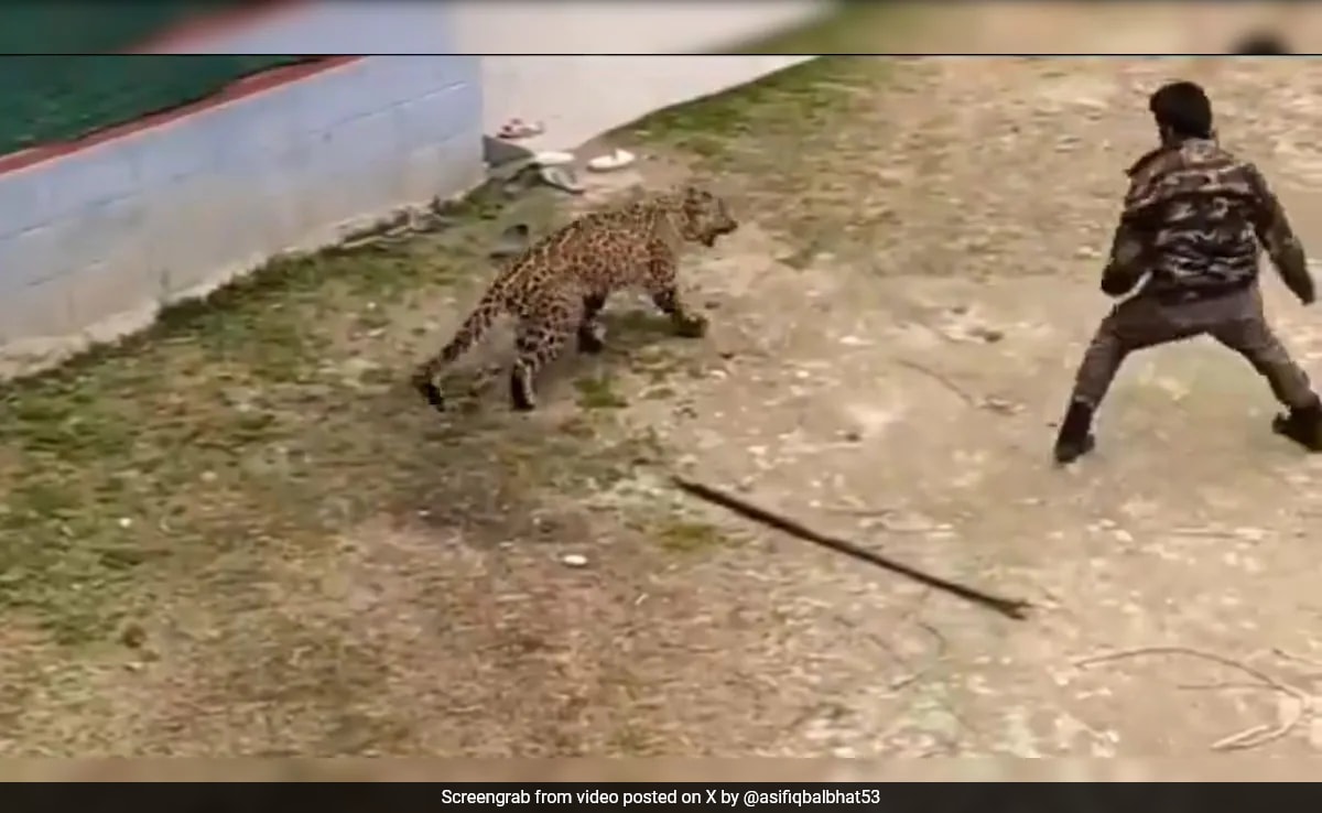 Watch: Wildlife Official Fights Off Leopard With Stick In Kashmir Village