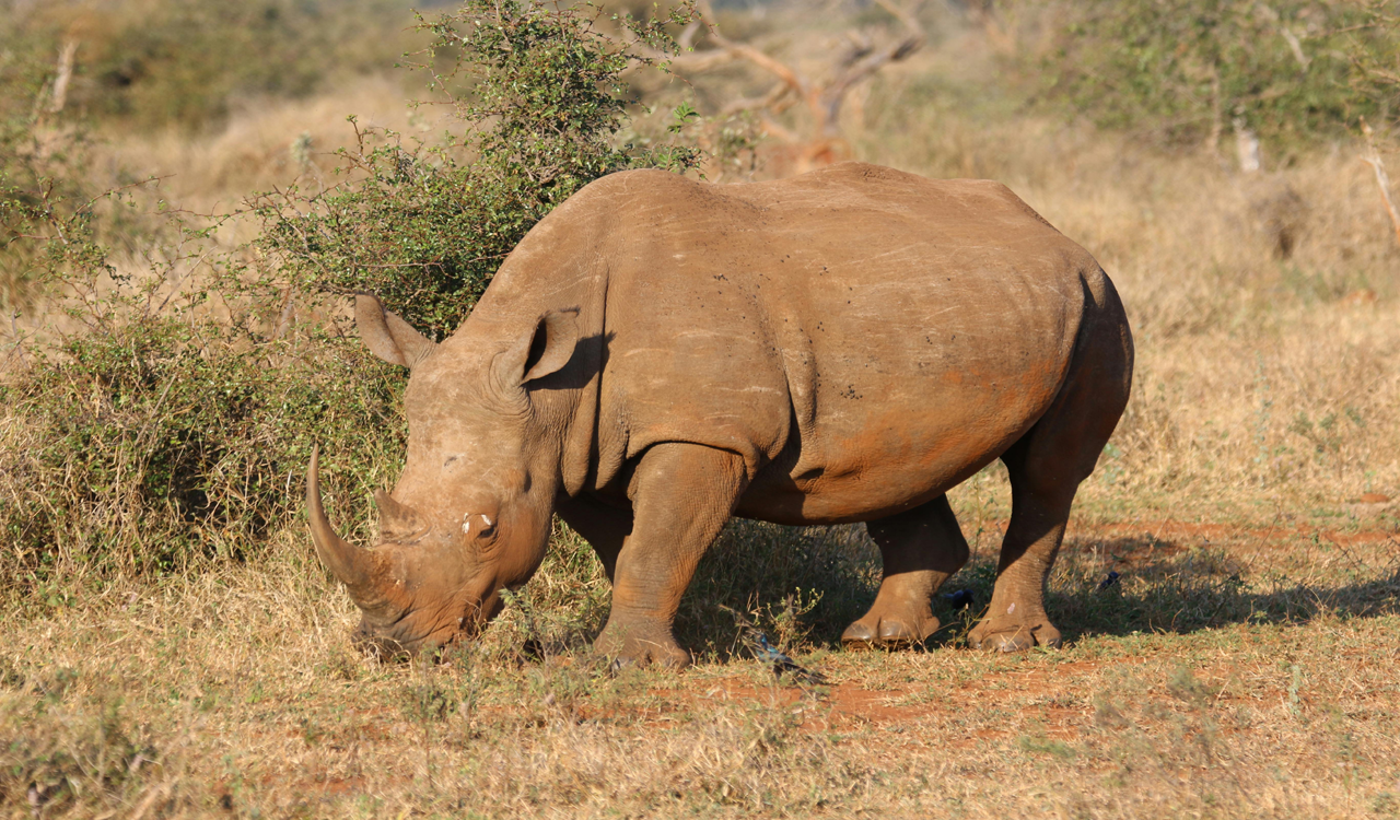 One injured in rhino attack, another in firing by forest guards in Assam