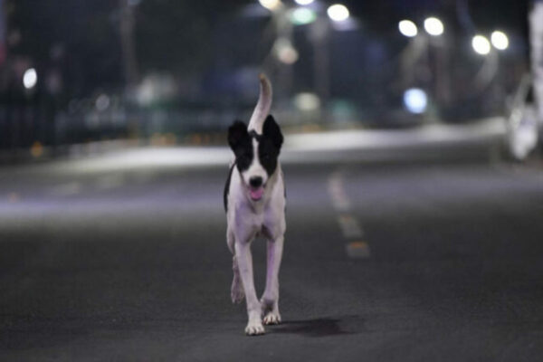 Child injured in stray dog attack in Hyderabad