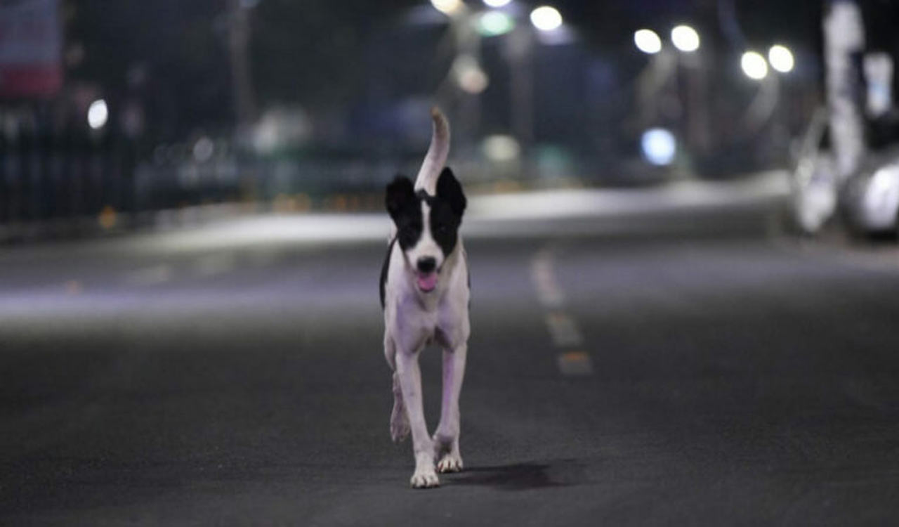 Child injured in stray dog attack in Hyderabad