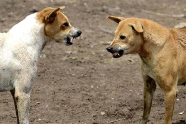 4-Year-Old Girl Mauled To Death By Stray Dogs In UP