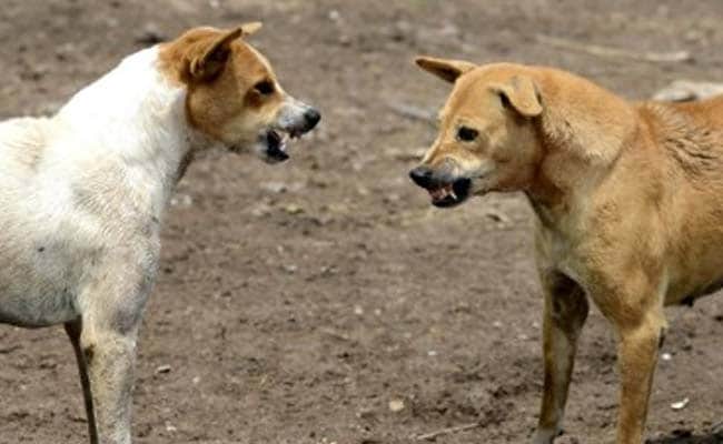 4-Year-Old Girl Mauled To Death By Stray Dogs In UP