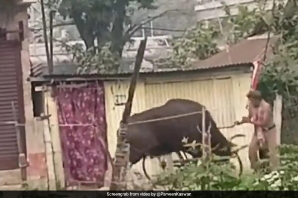 Video: Adult Bison Tosses Man Into Air After Being Provoked