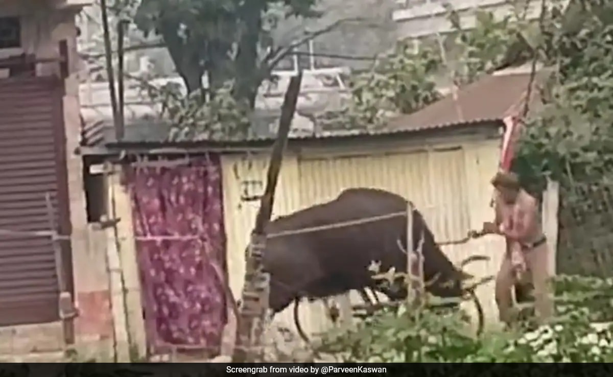 Video: Adult Bison Tosses Man Into Air After Being Provoked