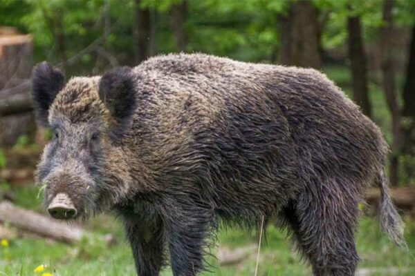 Forest officials book two for hunting wild boar, consuming its meat in Gudur range