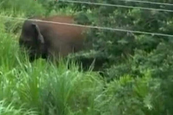 Elephant Kills Man In Kerala, His Family To Receive Rs 10 Lakh Compensation