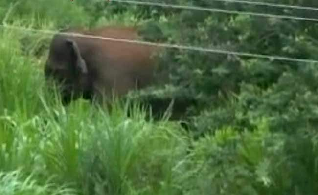 Elephant Kills Man In Kerala, His Family To Receive Rs 10 Lakh Compensation