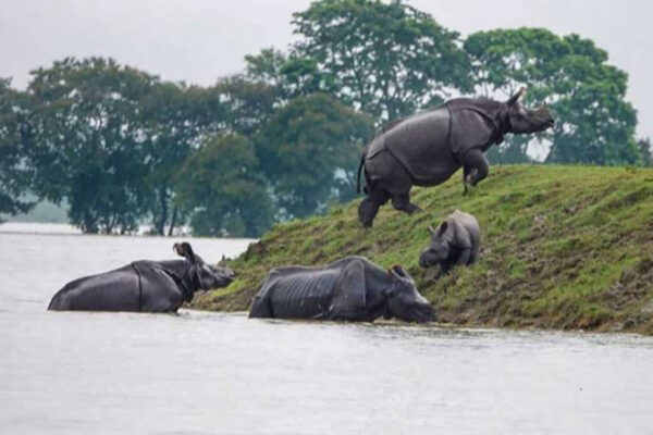 Kaziranga National Park fully prepared to tackle flood situation