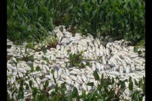 Nearly 10 tonnes of fish found dead in Chitkul lake in Patancheru