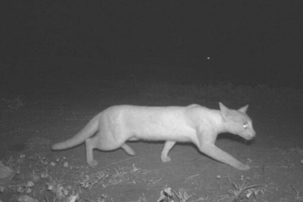 Shamshabad leopard scare: Images of wild cat captured