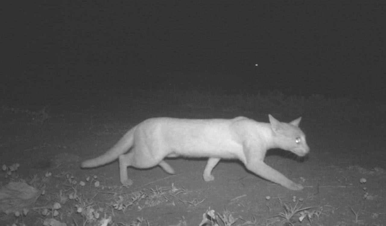 Shamshabad leopard scare: Images of wild cat captured