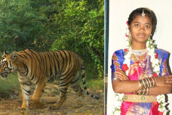 Rs 10 lakh compensation extended to kin of Asifabad tiger attack victim