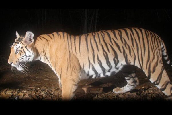 Sighting of another tiger becomes concern for villagers in Asifabad