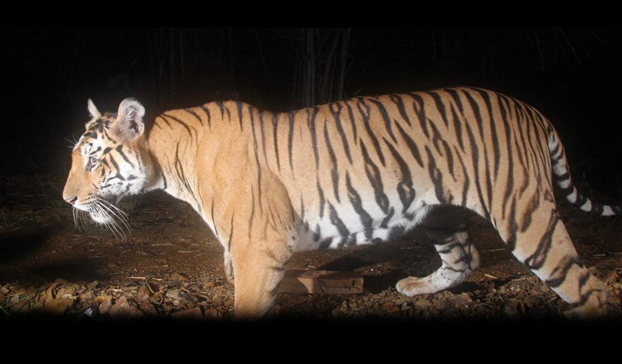 Sighting of another tiger becomes concern for villagers in Asifabad