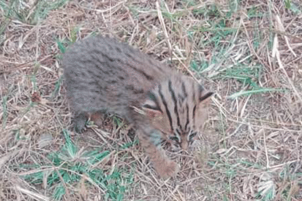 World’s tiniest wild cat seen in Telangana’s Mahabubabad