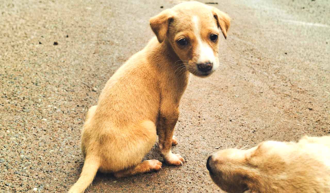 Hyderabad man charged after CCTV catches him deliberately crushing puppy