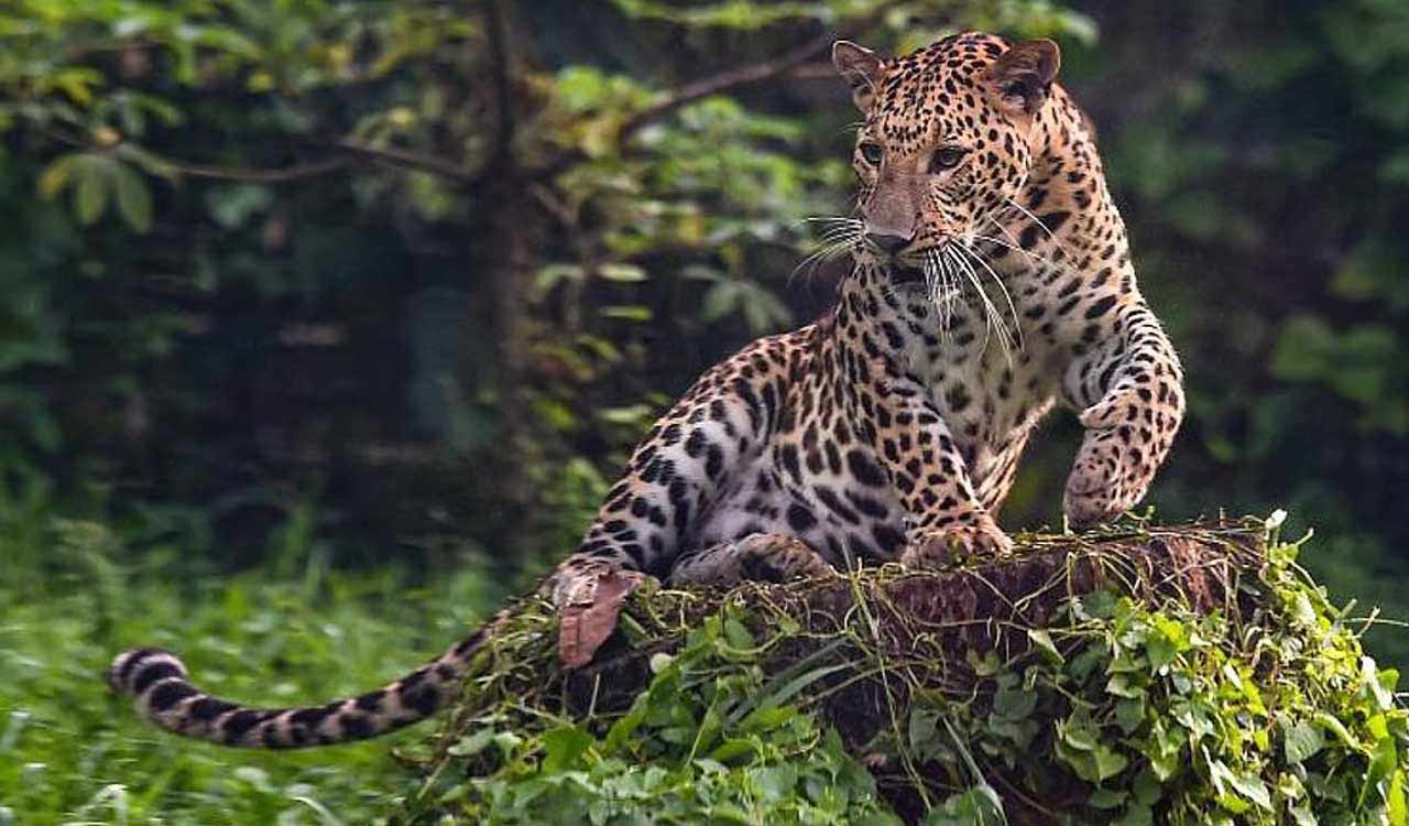 Leopard suspected of killing 7-year-old girl, captured in UP’s Lakhimpur Kheri