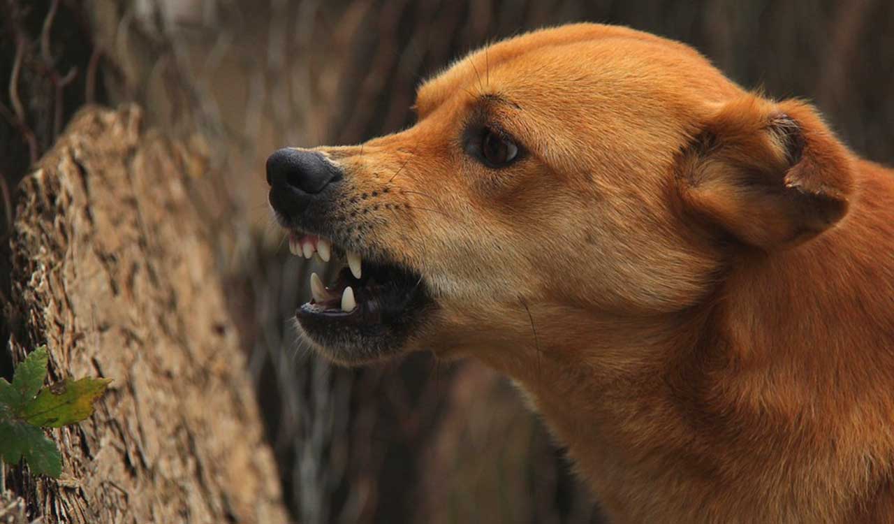 Hyderabad: Five-year-old attacked by stray dogs in Suraram
