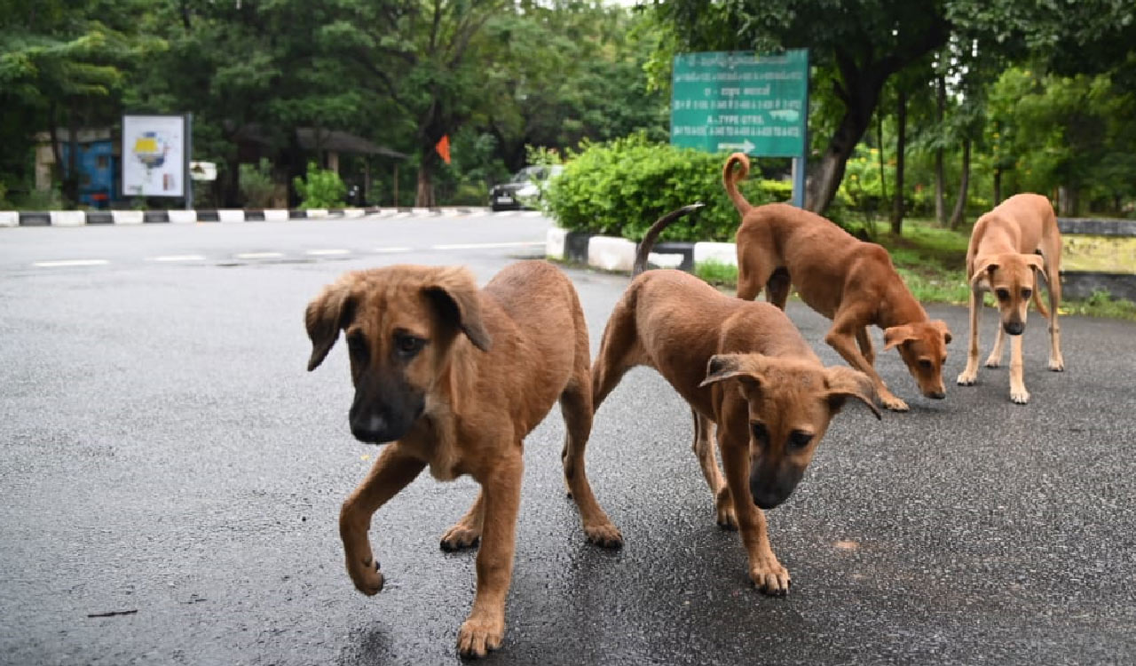 FIR registered against NIT Warangal chief warden for cruelty to stray dogs