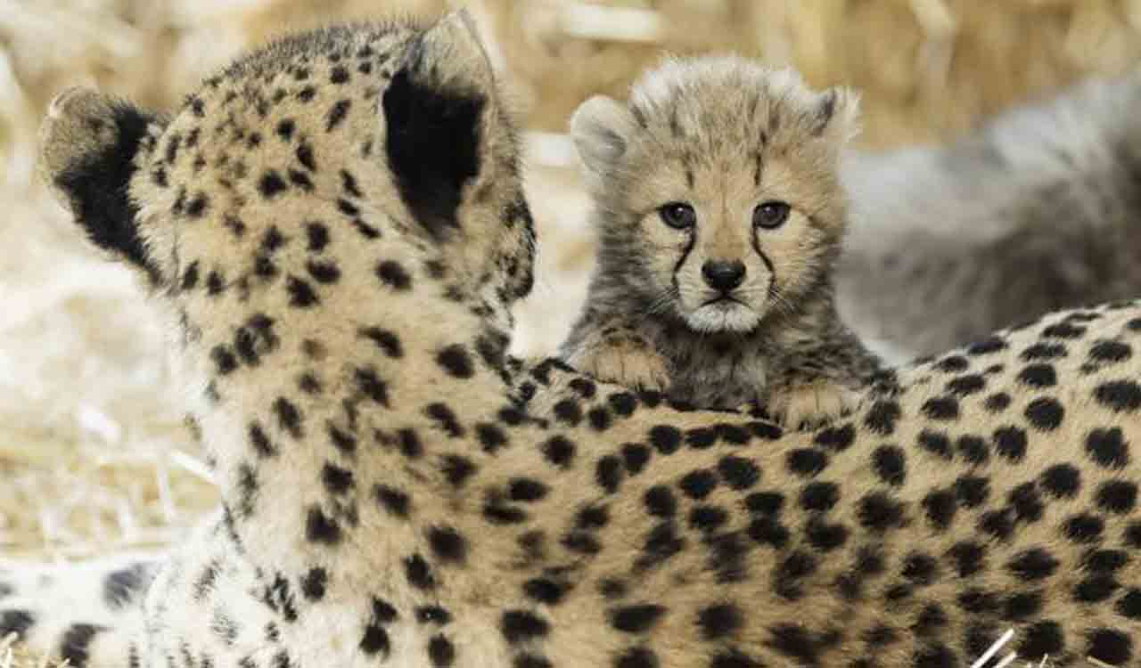 Three cheetah cubs born at Kuno National Park, India now has 38 of them