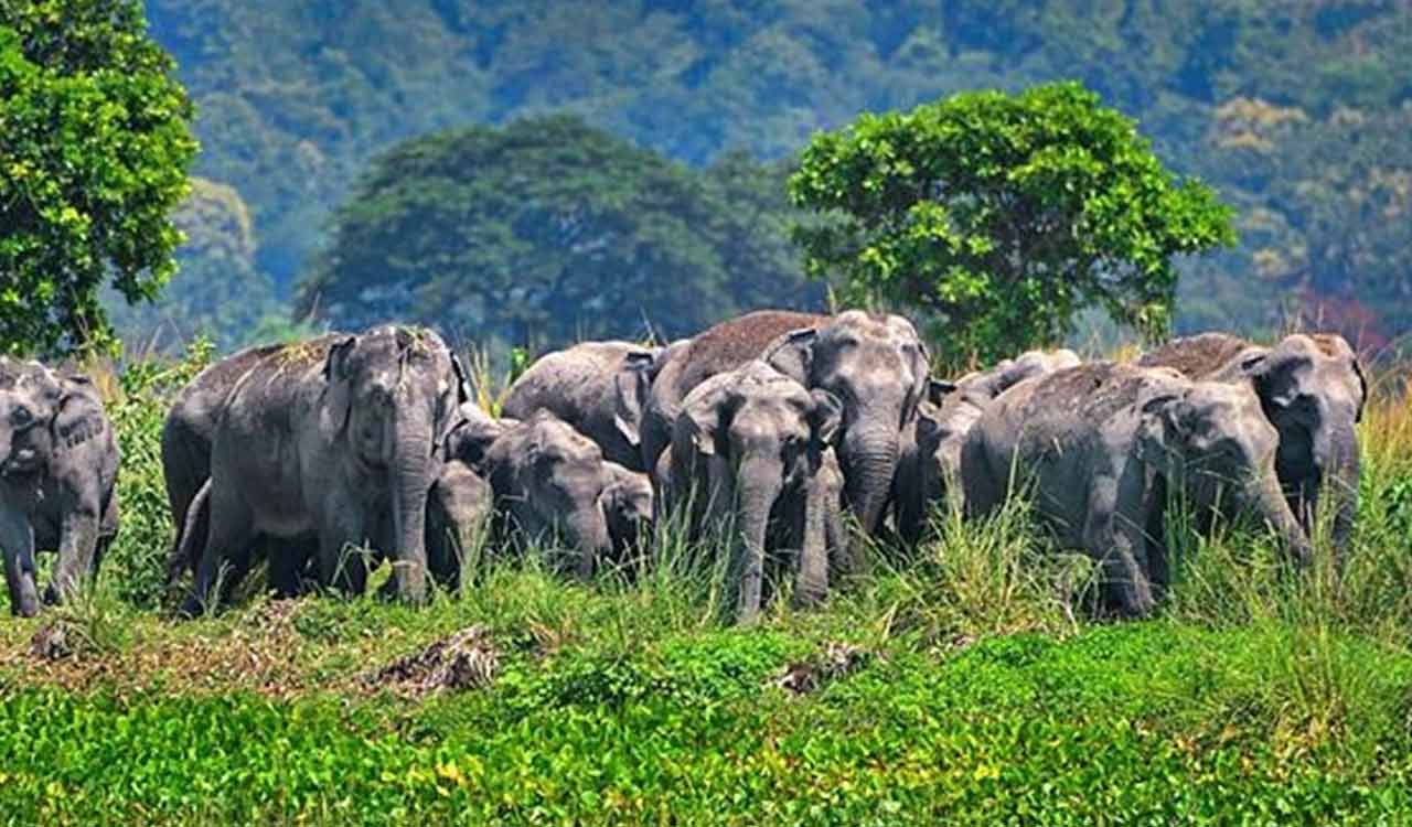 Four of family among six trampled to death by wild elephants in Jharkhand