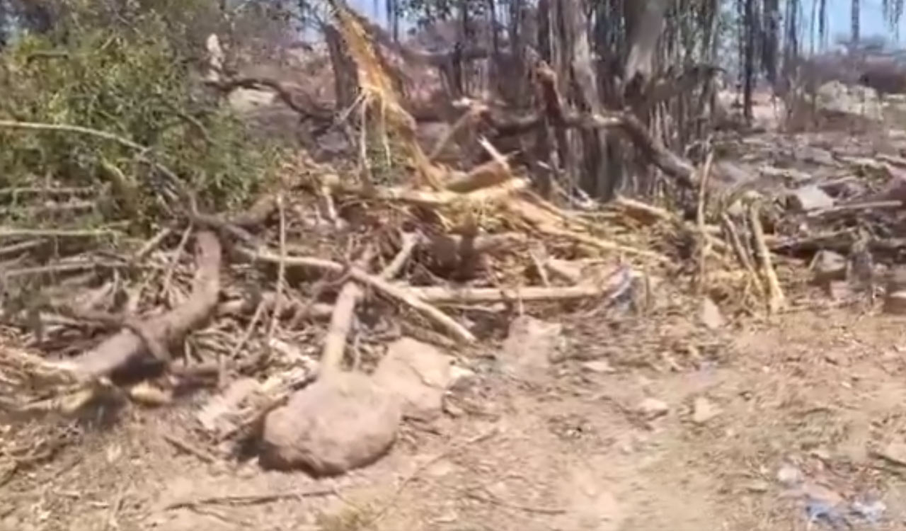 KTR condemns felling of 200 trees in Mahabubnagar, demands action