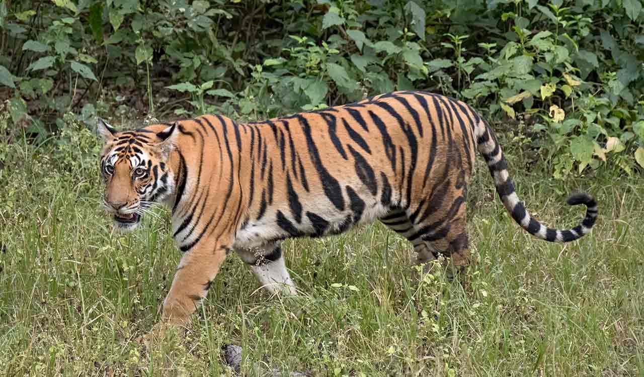 Wandering tiger returns to reserve forest after scaring villagers in Siddipet