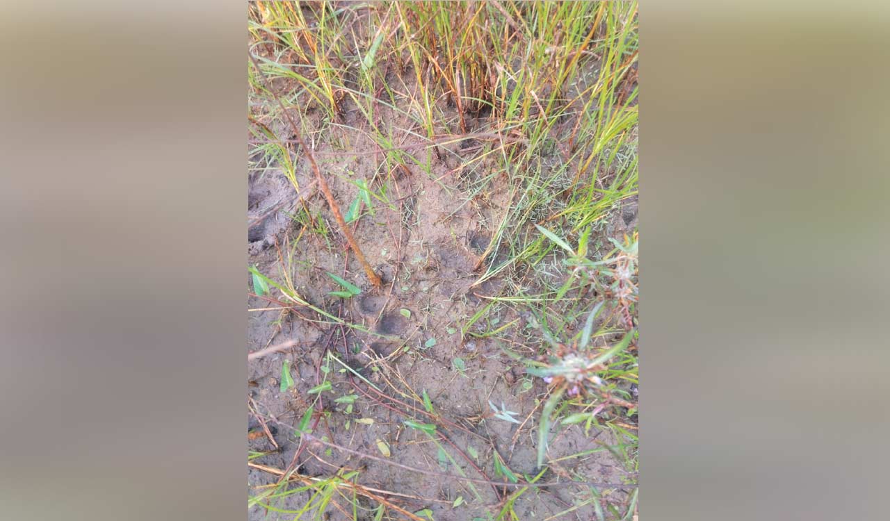 Wandering tiger kills two sheep in Jangaon village