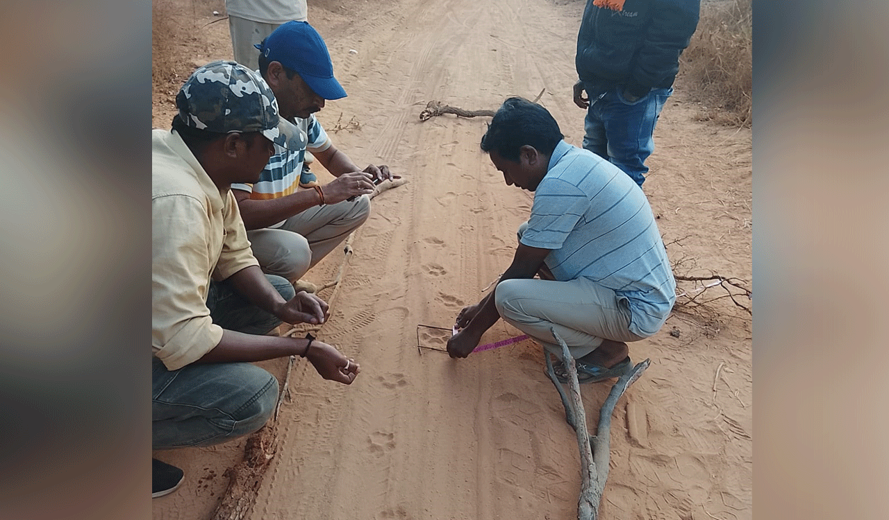Tiger movement reported in Kothagudem’s Allapalli forest range