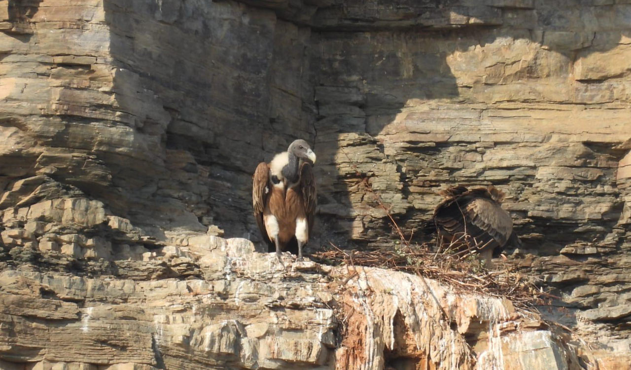 Rs. 1 lakh reward announced to trace long-billed vultures that migrated from Asifabad