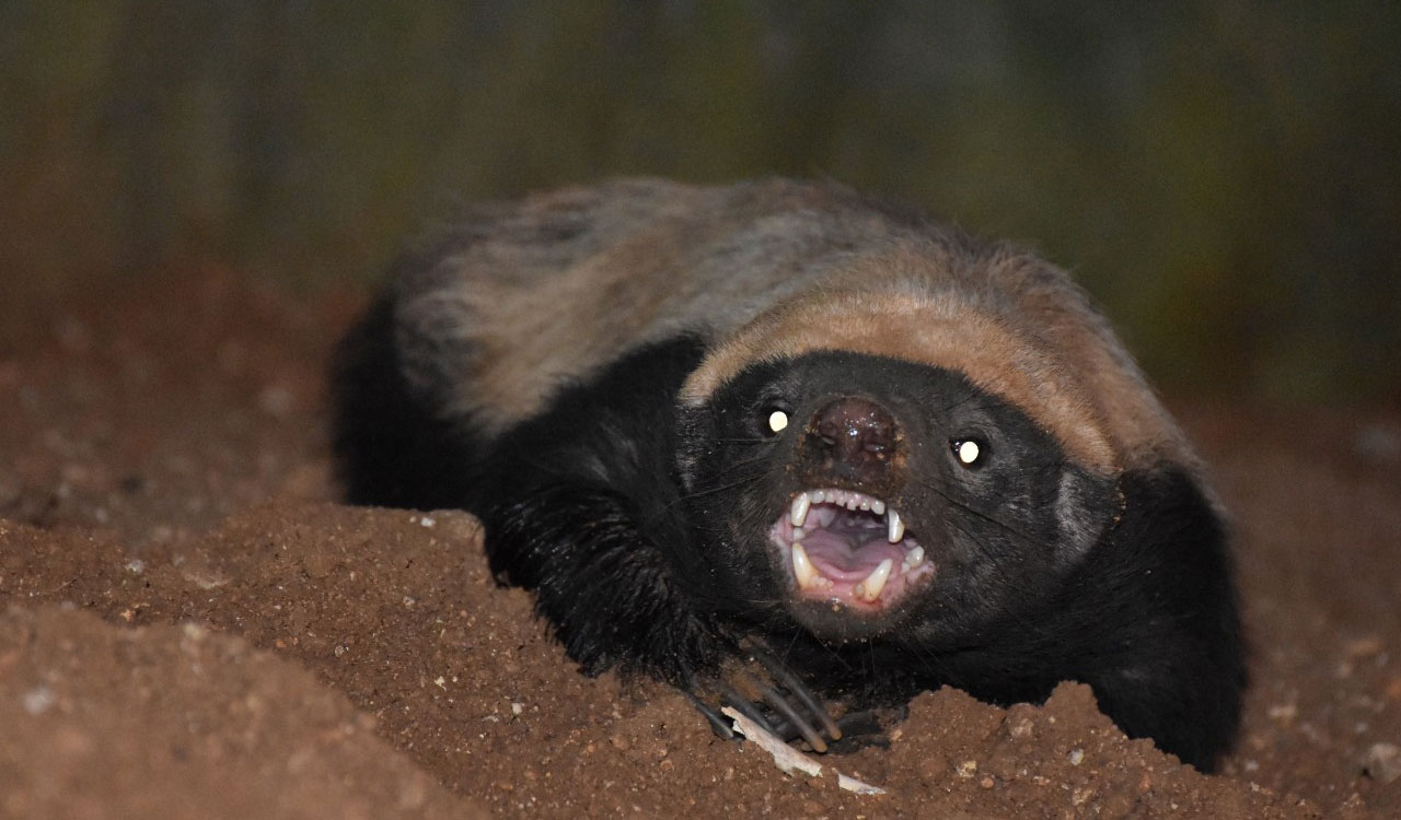 Gandhi Medical College student adopts honey badger at Nehru Zoo