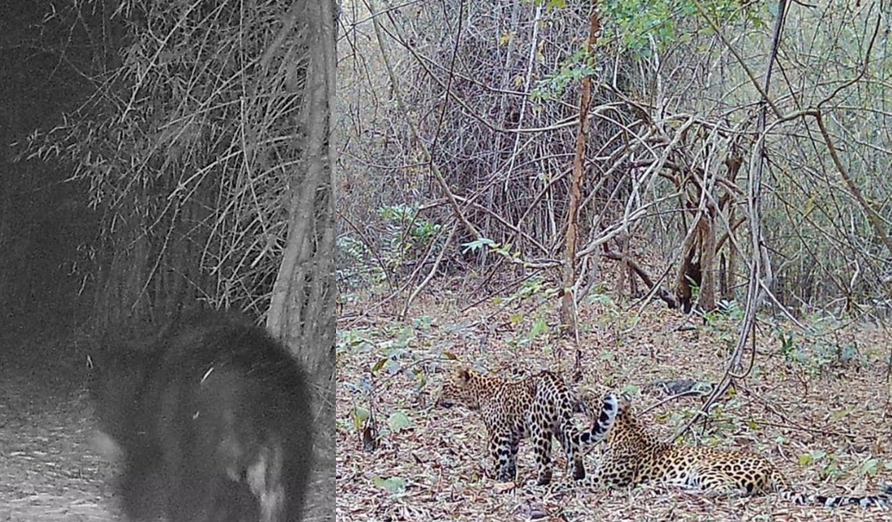 Wildlife thrives in Khammam forests, camera traps capture leopard, sloth bear movements