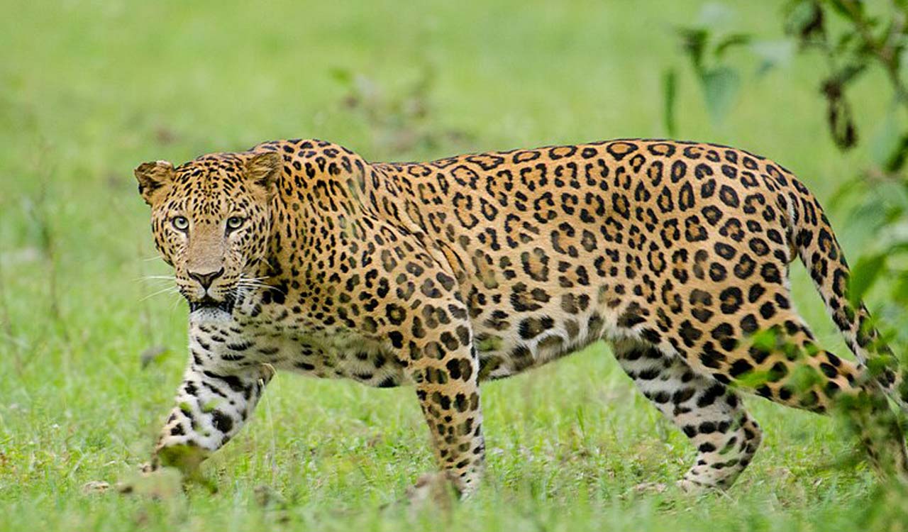 Sircilla: Leopard kills dog on outskirts of Rudrangi