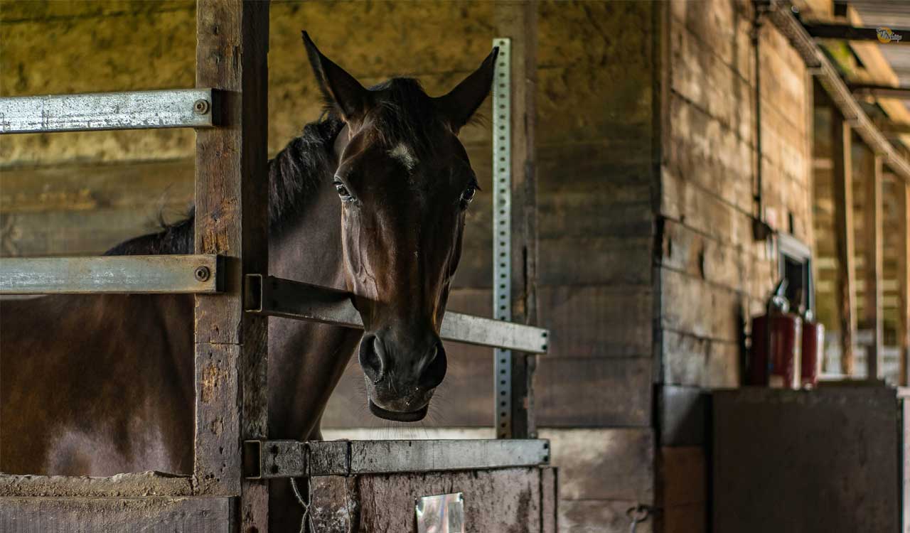 Qatar evacuates 147 horses amid Gulf tensions, highlights equestrian legacy