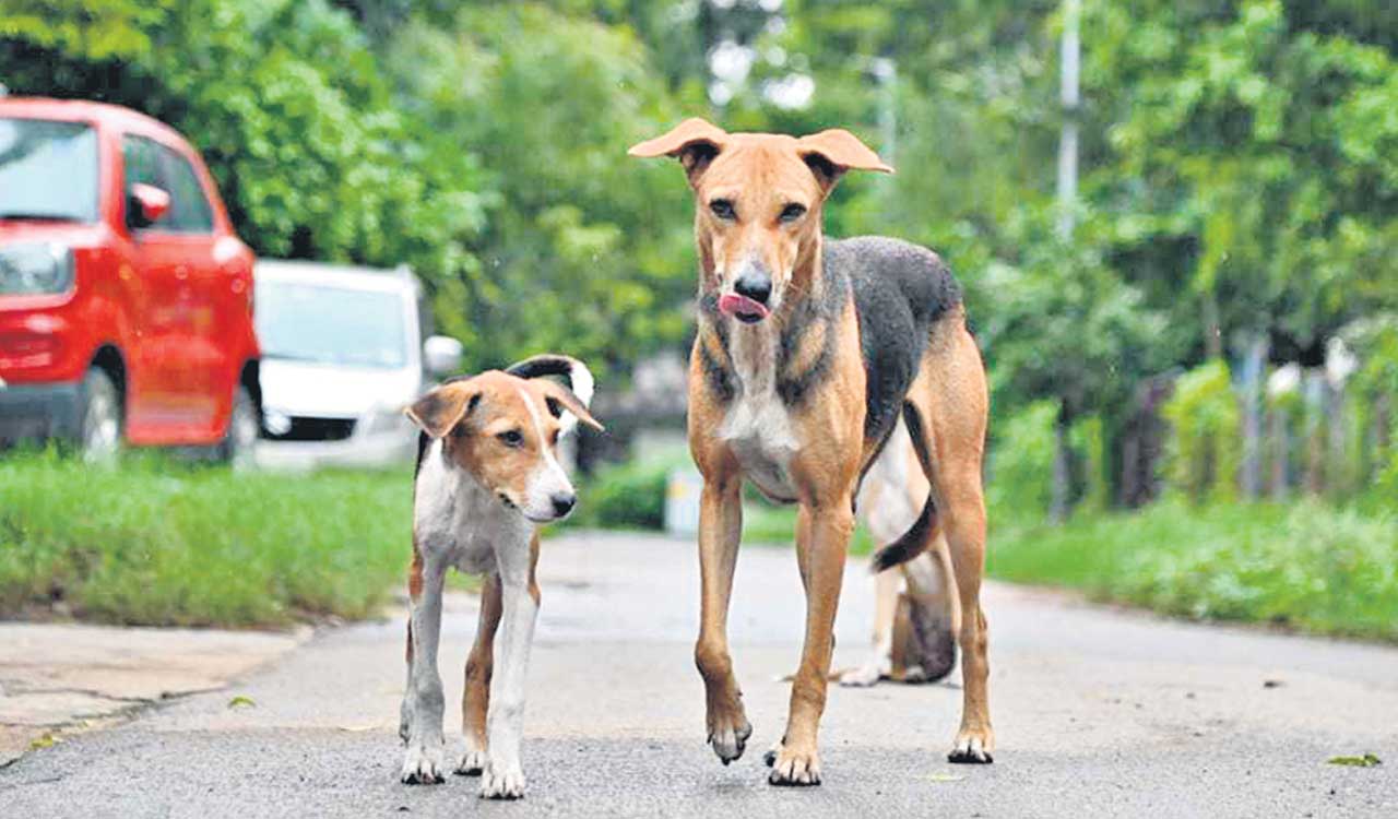 Unknown persons booked for killing street dogs in Nizamabad