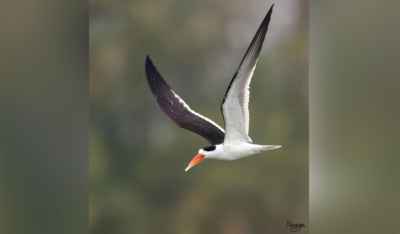 Endangered Indian skimmer spotted at Kistareddypeta Lake near Hyderabad