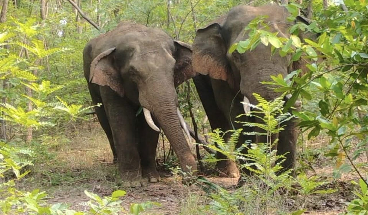 Farmer in Kerala’s Wayanad dies in suspected elephant attack