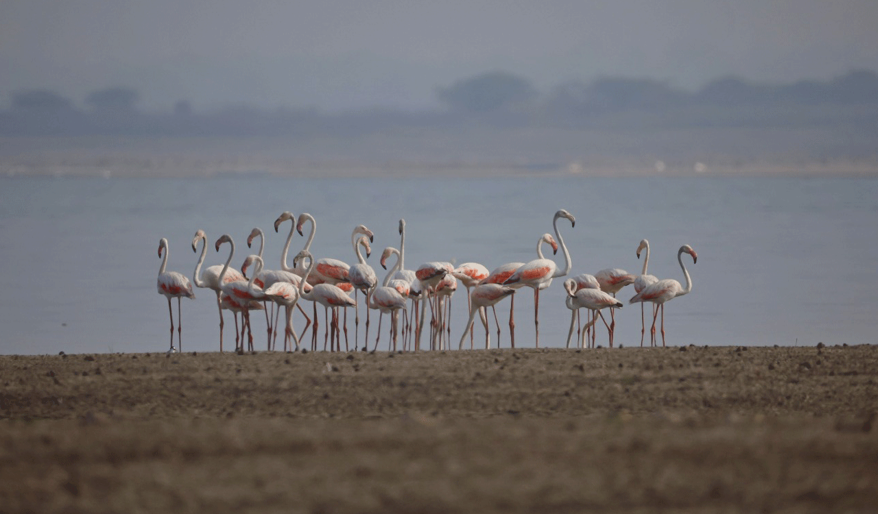 Greater flamingos return to Singur reservoir after four years as water levels recede