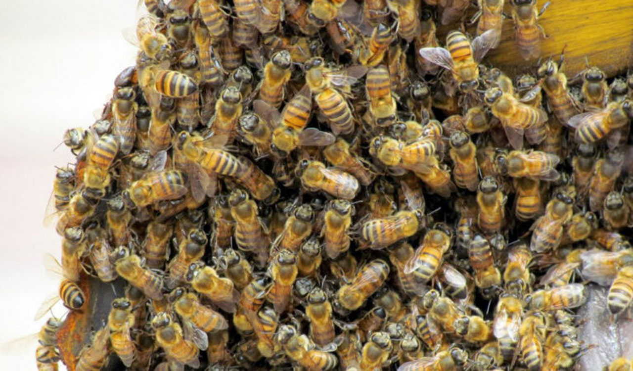 Ten labourers injured in honeybee attack in Rajanna Sircilla