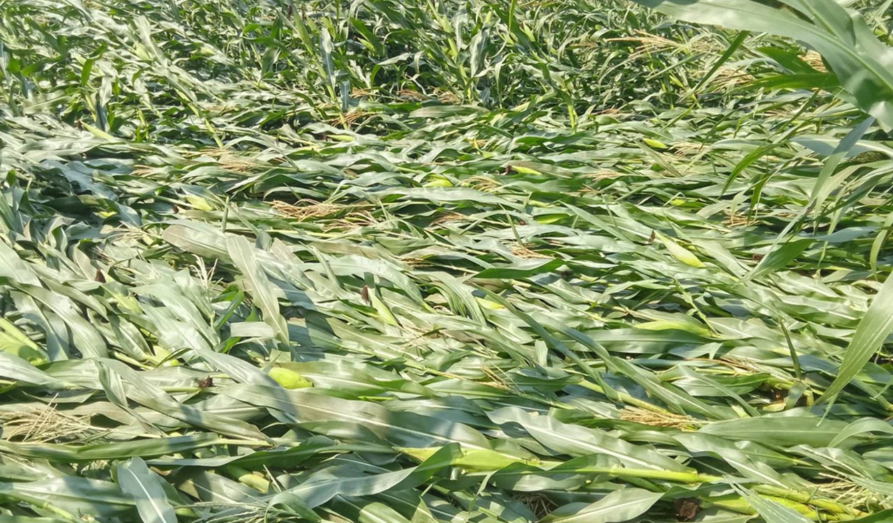 Maize farmers sleep at PACS office in Nagarkurnool amid gunny bag shortage, procurement delays