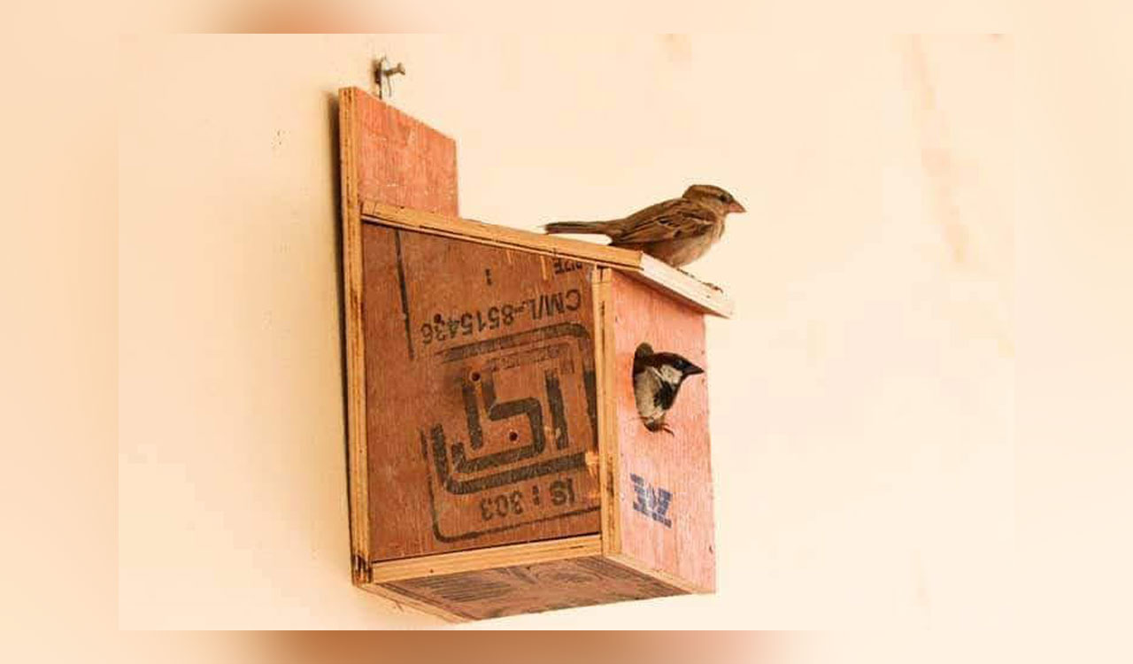 ‘Bring Back Sparrow’ boosts bird population in Hyderabad