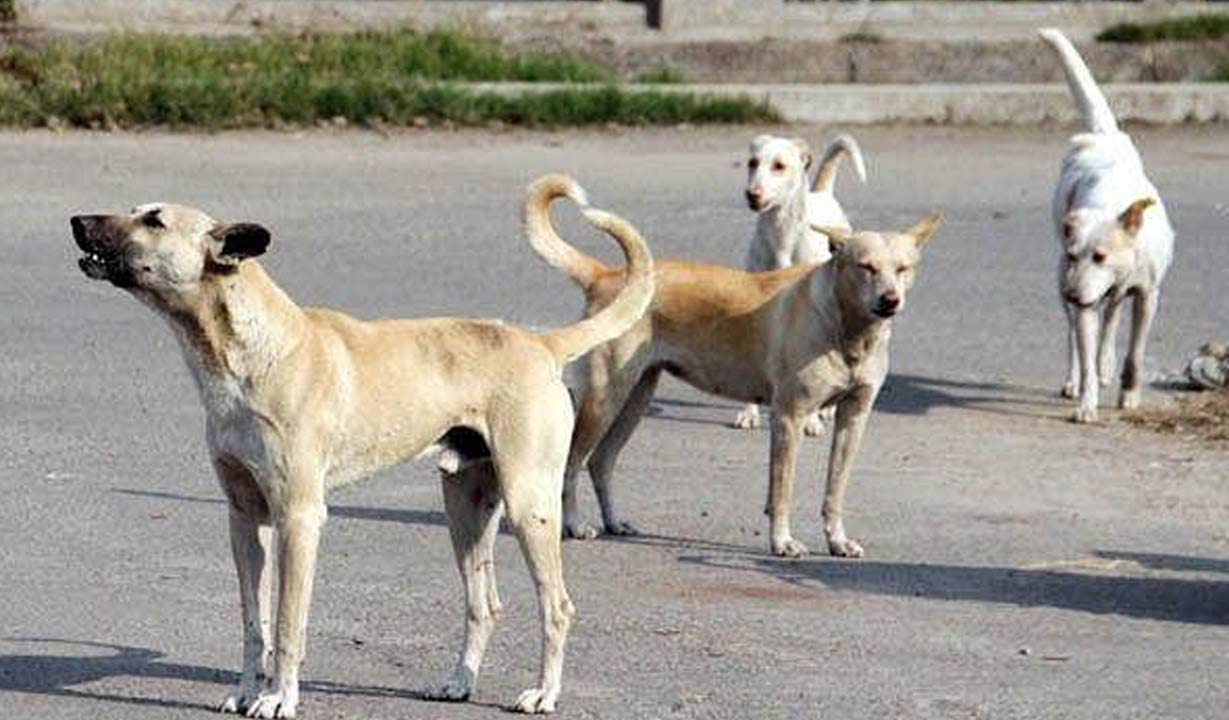 Stray dogs attack children in Nagarkurnool and Hanamkonda