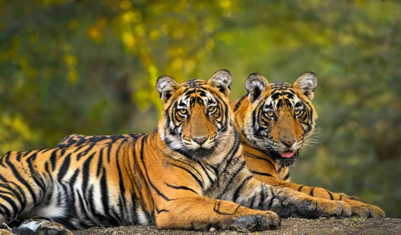 53 years of Project Tiger: Roar of resilience from near-extinction to global leader